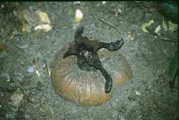 Image of Hydnora esculenta Jumelle & Perrier