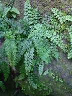 Image of limestone spleenwort