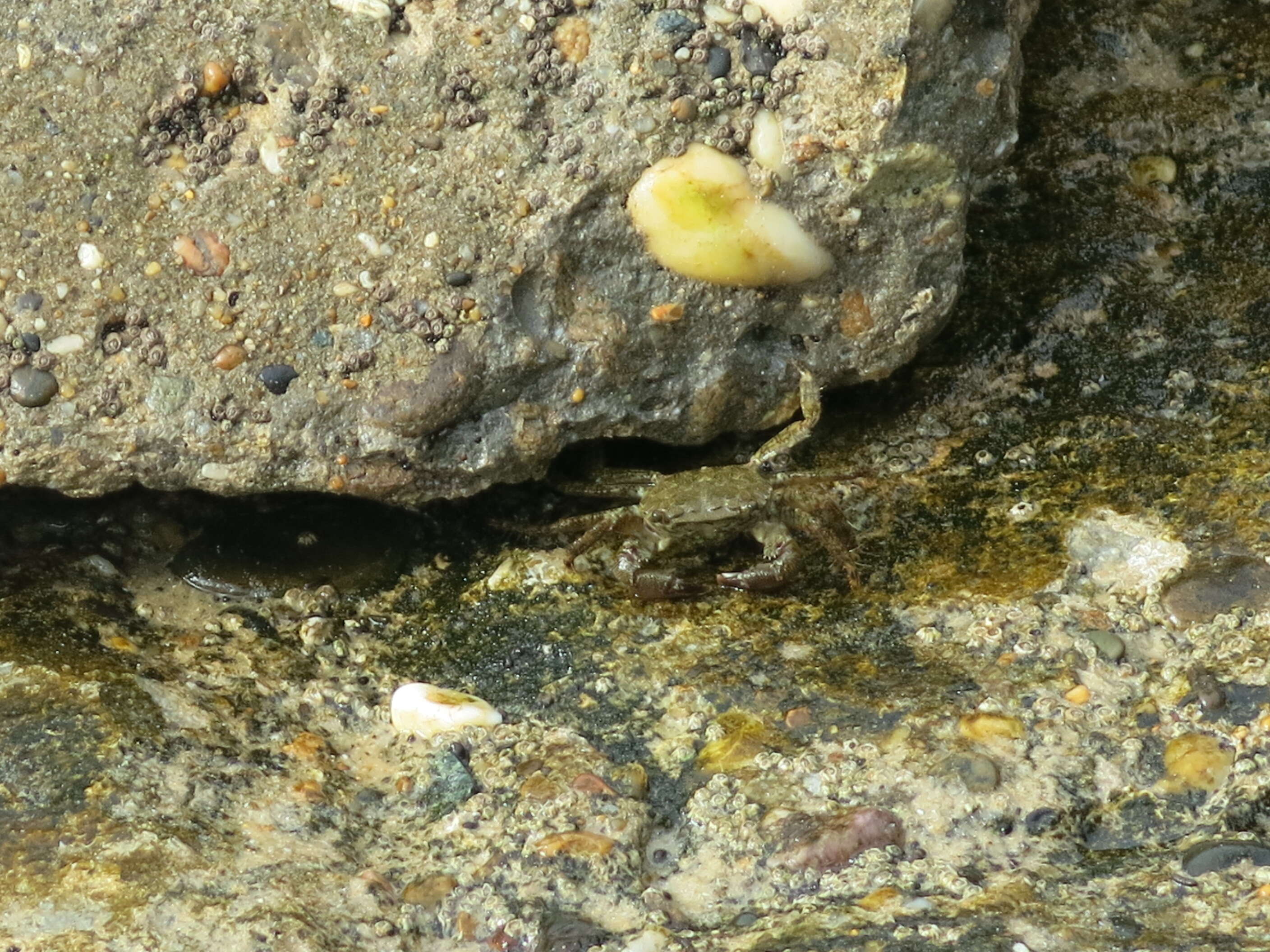 Image of marbled rock crab