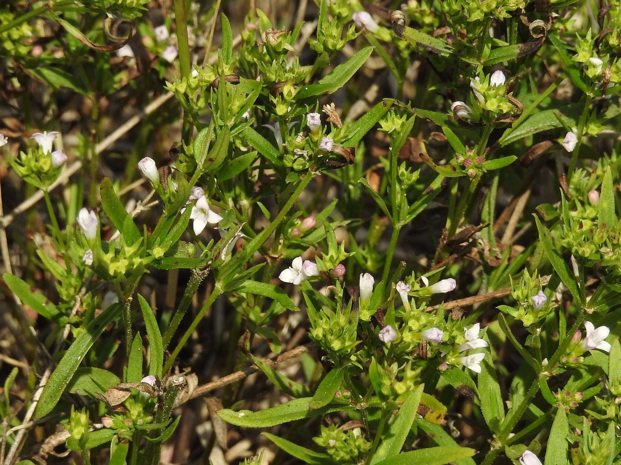 Image of longleaf summer bluet