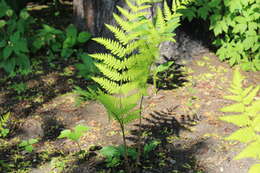 Image of alpine woodfern