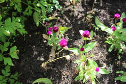 Image of Globe Amaranth