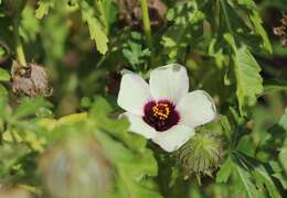 Image of flower of an hour