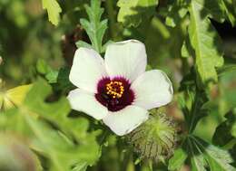 Image of flower of an hour