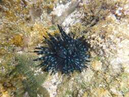 Image of Diadema urchin