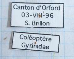 Gyrinus gibber Le Conte 1868的圖片