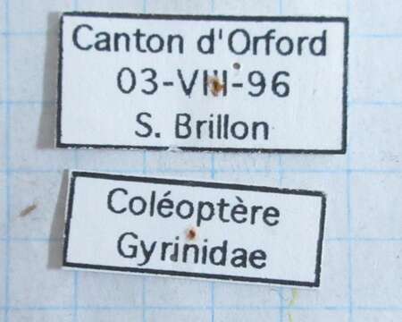 Gyrinus gibber Le Conte 1868的圖片