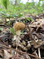 Image of Morchella diminutiva M. Kuo, Dewsbury, Moncalvo & S. L. Stephenson 2013