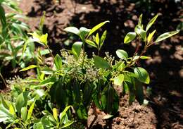 Image of mountain laurel