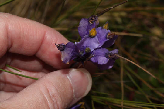 Image of Burmannia stuebelii Hieron. & Schltr.