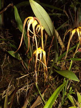 Image of Maxillaria lepidota Lindl.