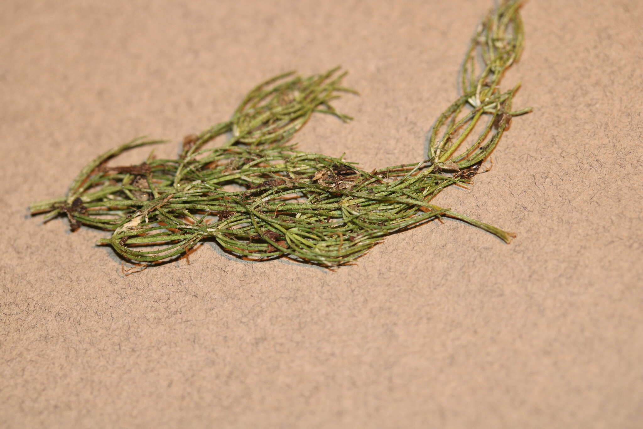 Image of Delicate Stonewort