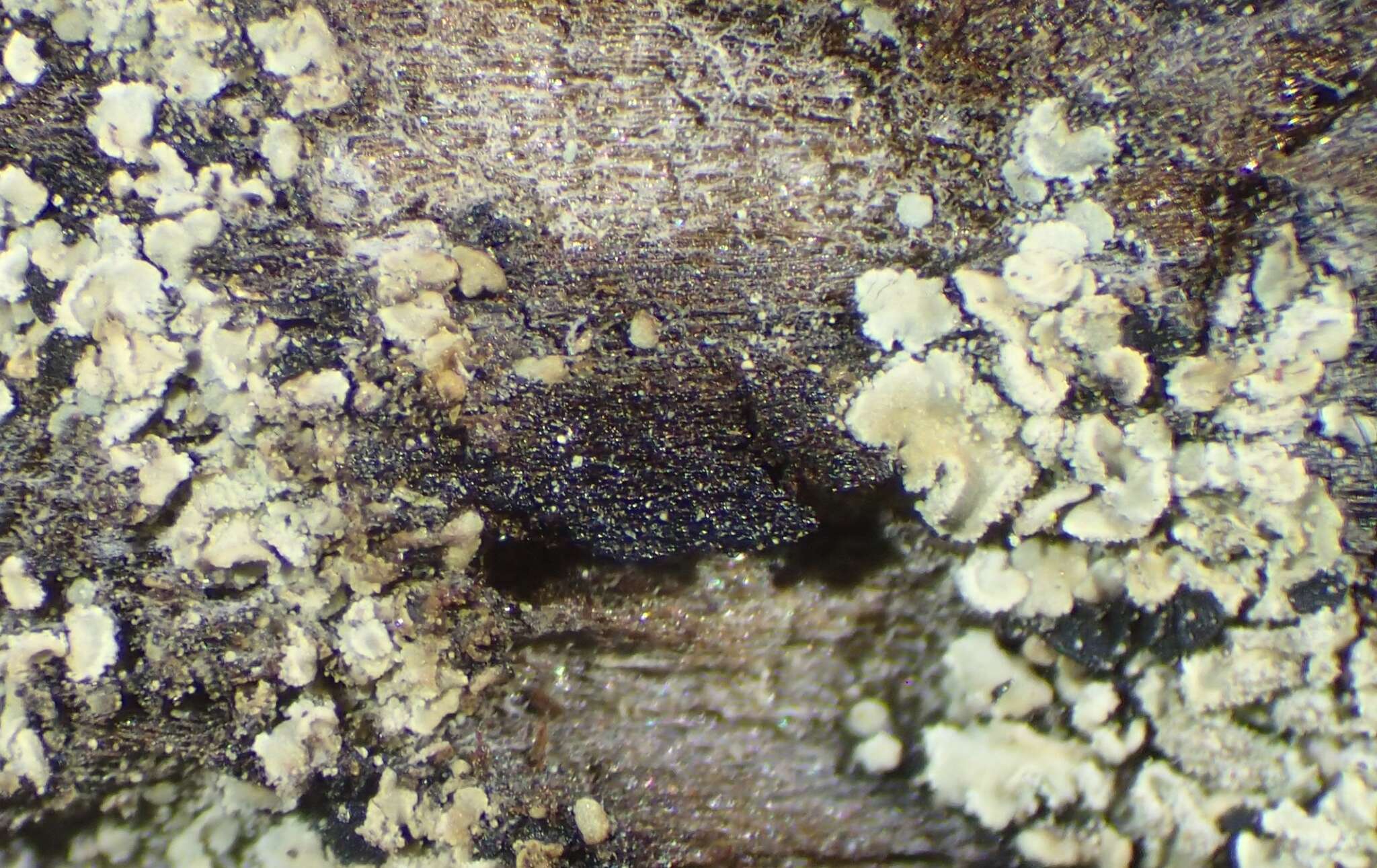 Image of cockleshell lichen