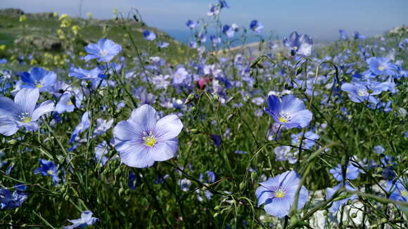 Image of Asian flax