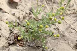 Imagem de Matricaria occidentalis Greene