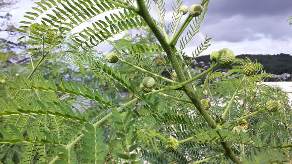 Image of white leadtree
