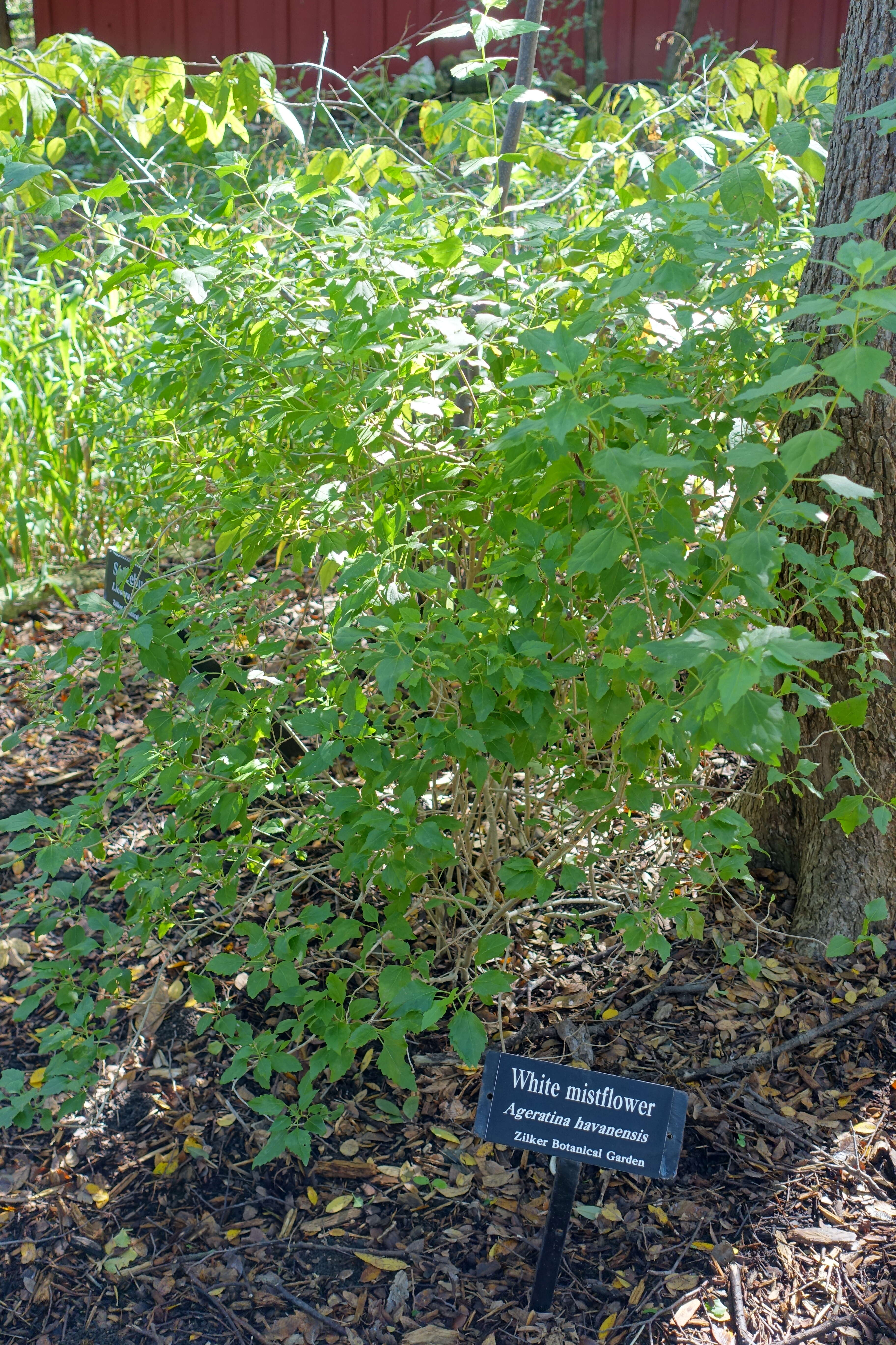 Image of Havana snakeroot