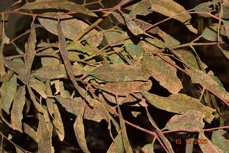 Image of Ophelimus eucalypti (Gahan 1922)