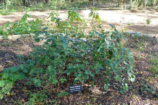 صورة Ageratina viburnoides (DC.) R. King & H. Rob.