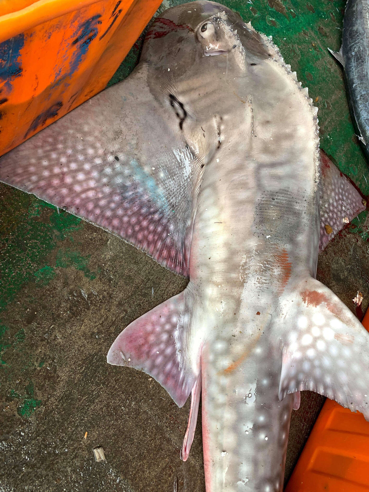 Image of bowmouth guitarfish