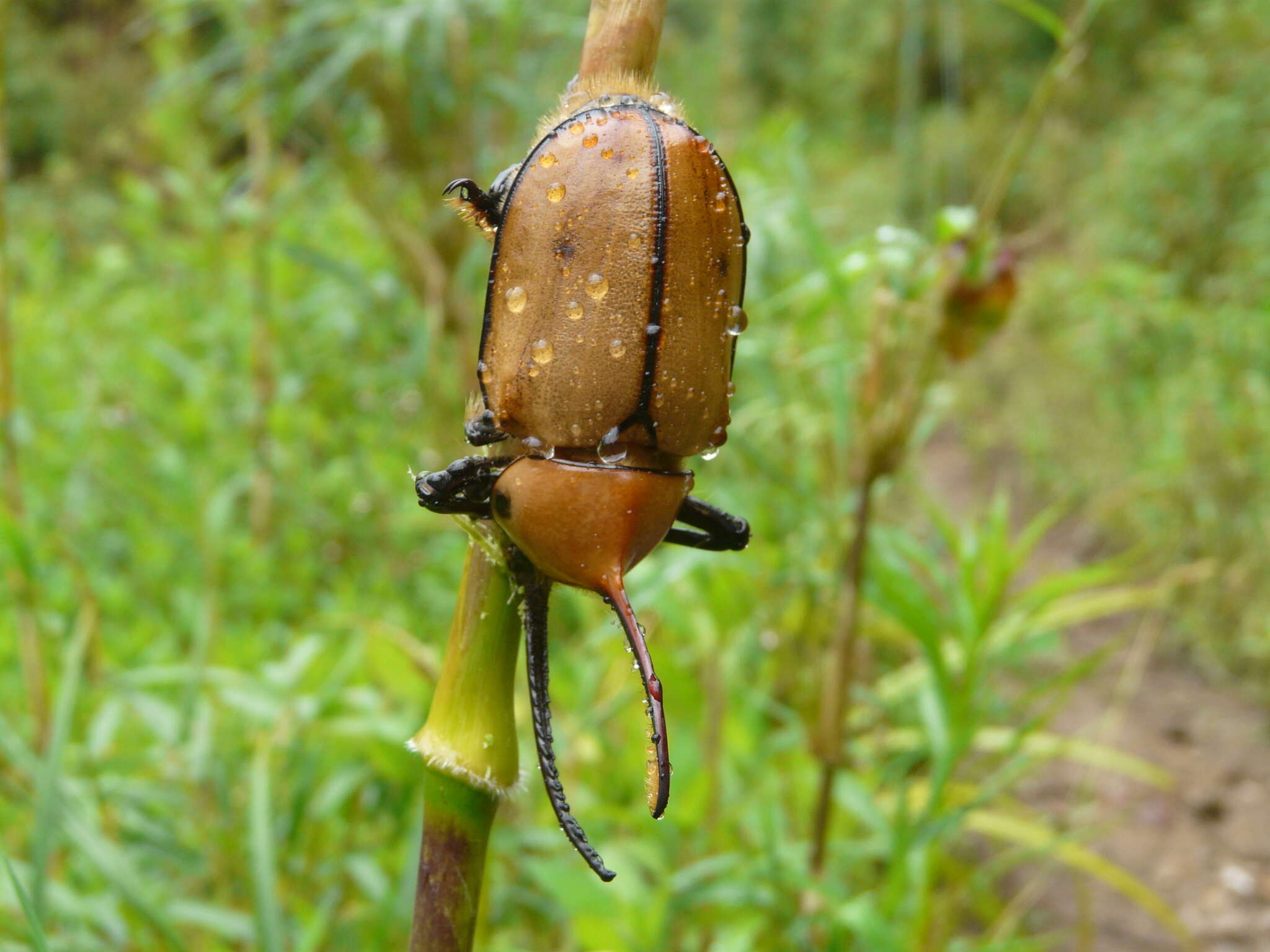 Image of Golofa porteri Hope 1837