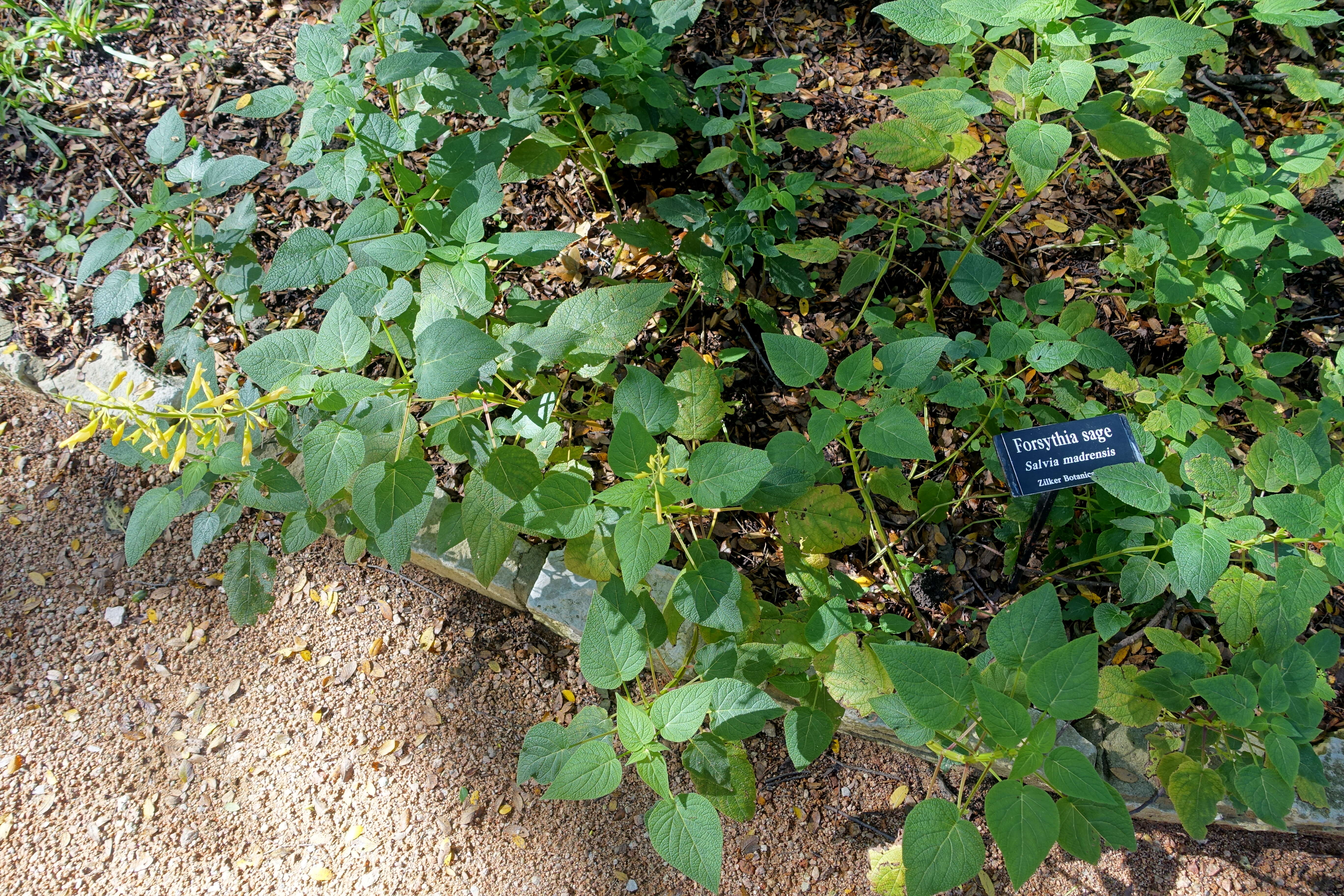 Image of Salvia madrensis Seem.