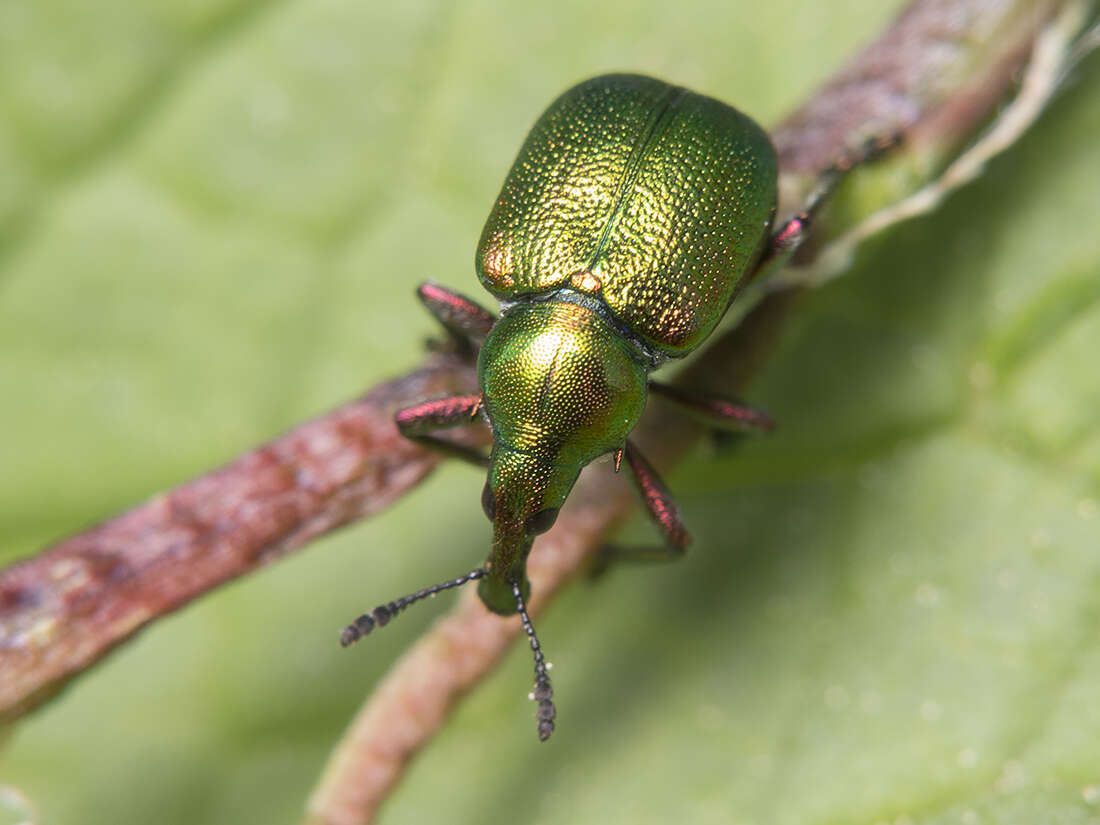 Byctiscus resmi