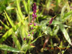 Image of tropical milkwort