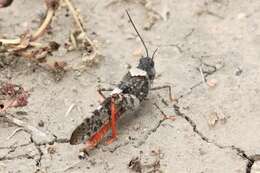 Image of Say's Grasshopper