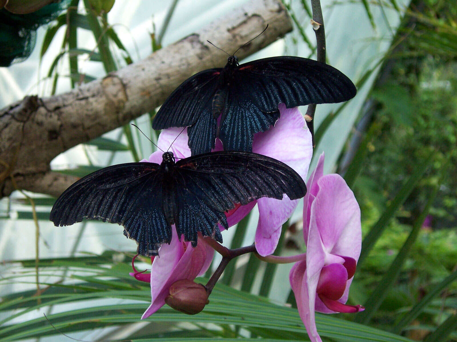 Sivun Papilio memnon Linnaeus 1758 kuva