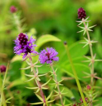 Image of Pogostemon deccanensis (Panigrahi) Press