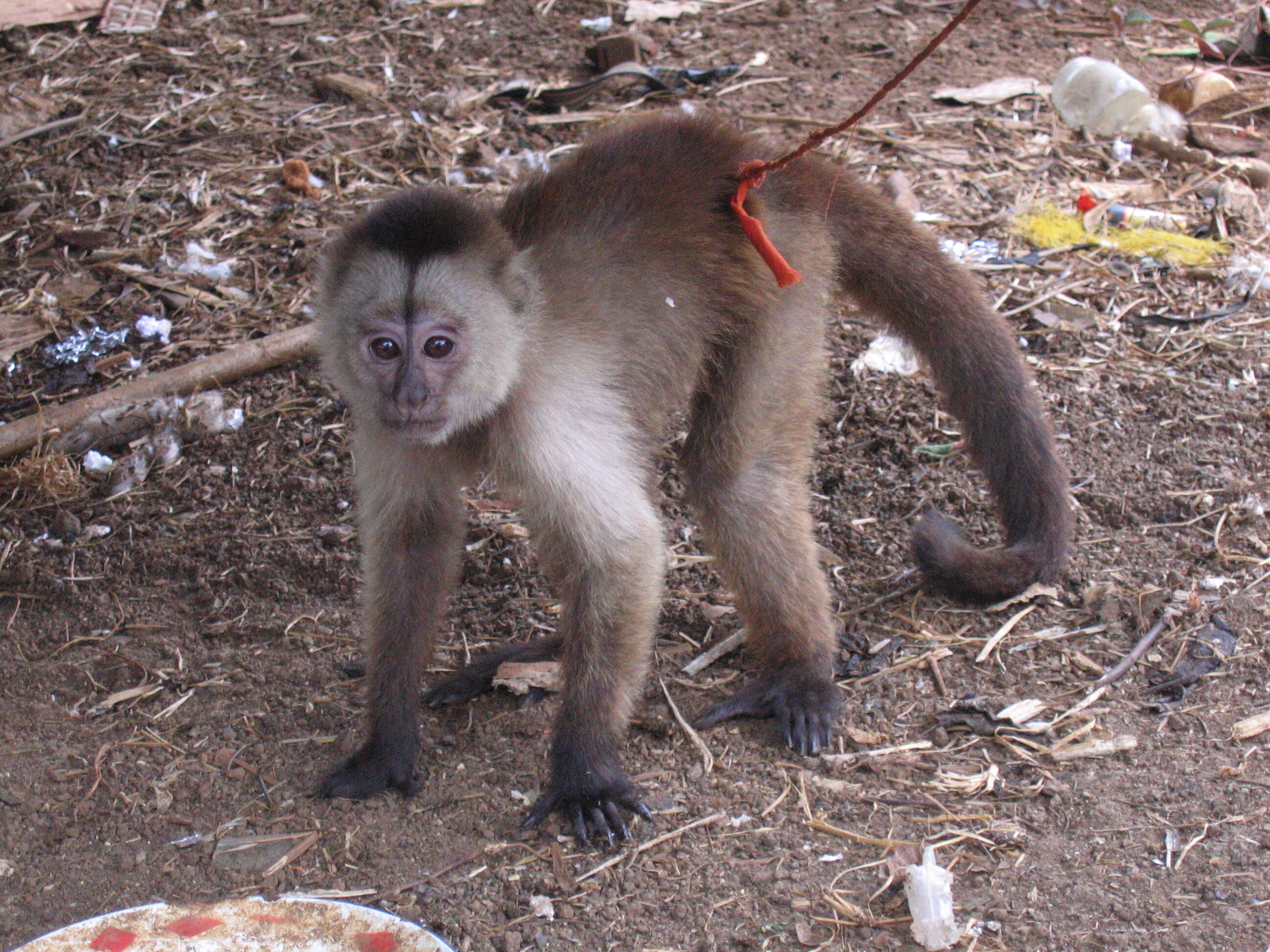 Image of Weeper Capuchin