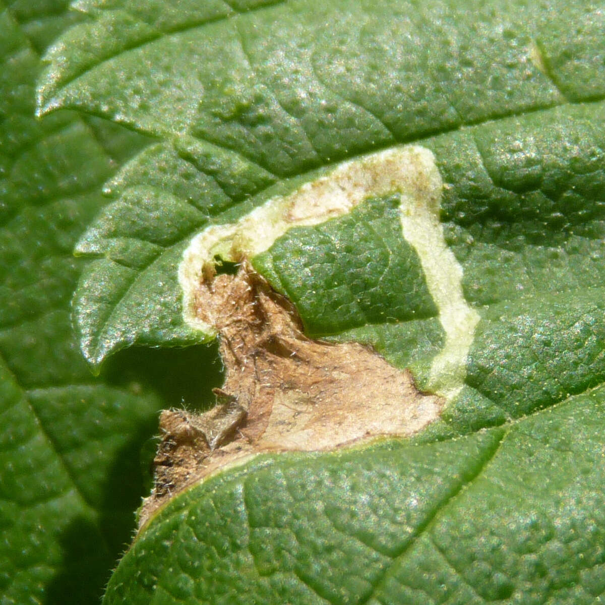 Image of Agromyza aristata Malloch 1915