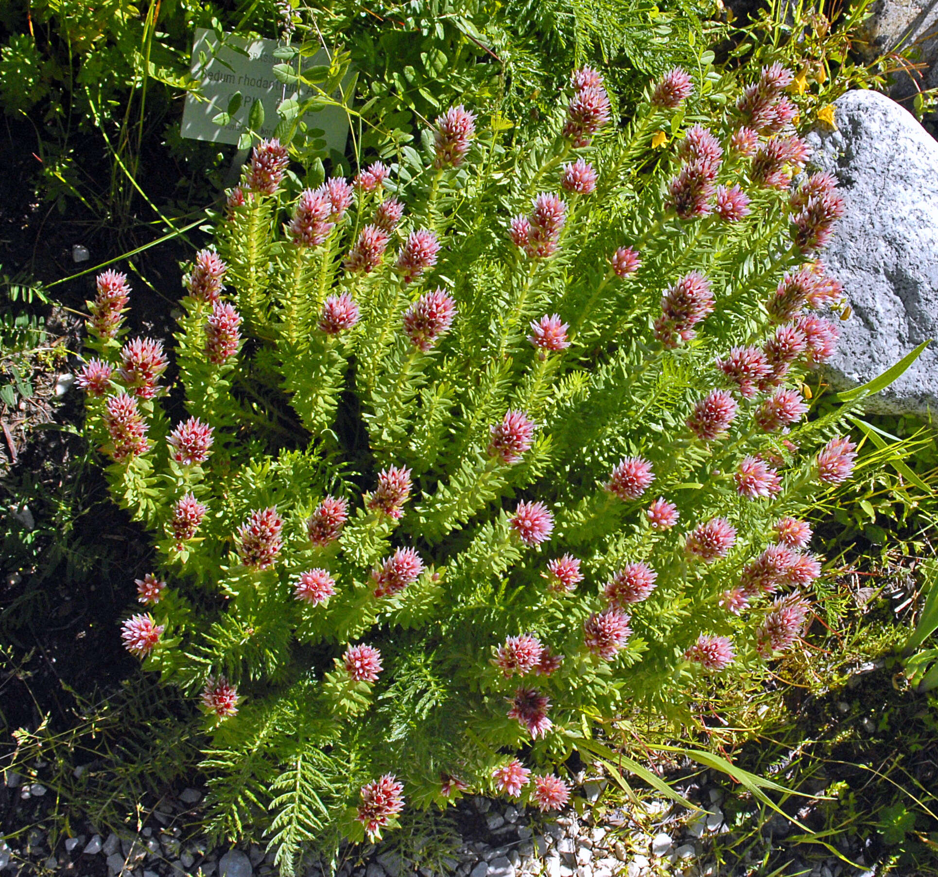 Image of redpod stonecrop