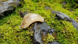 Image of Cuban slug