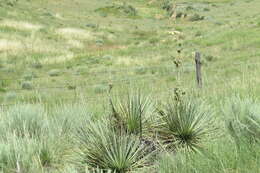 Image of soapweed yucca