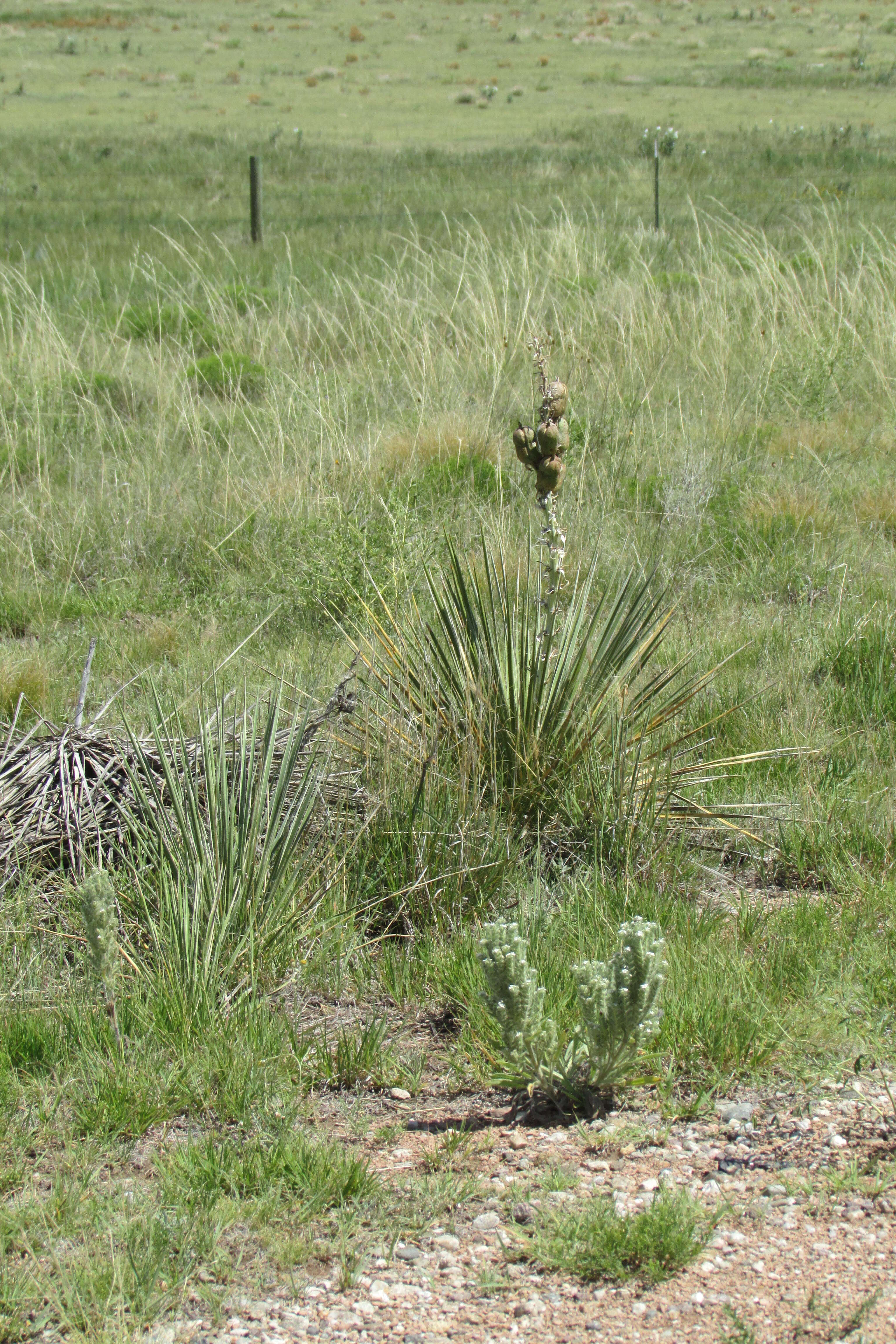 Sivun Yucca glauca Nutt. kuva