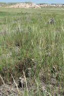 Image of soapweed yucca