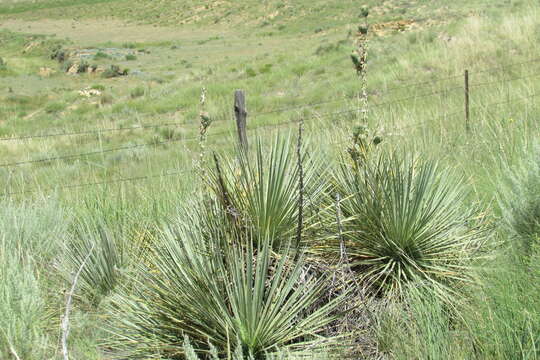 Sivun Yucca glauca Nutt. kuva