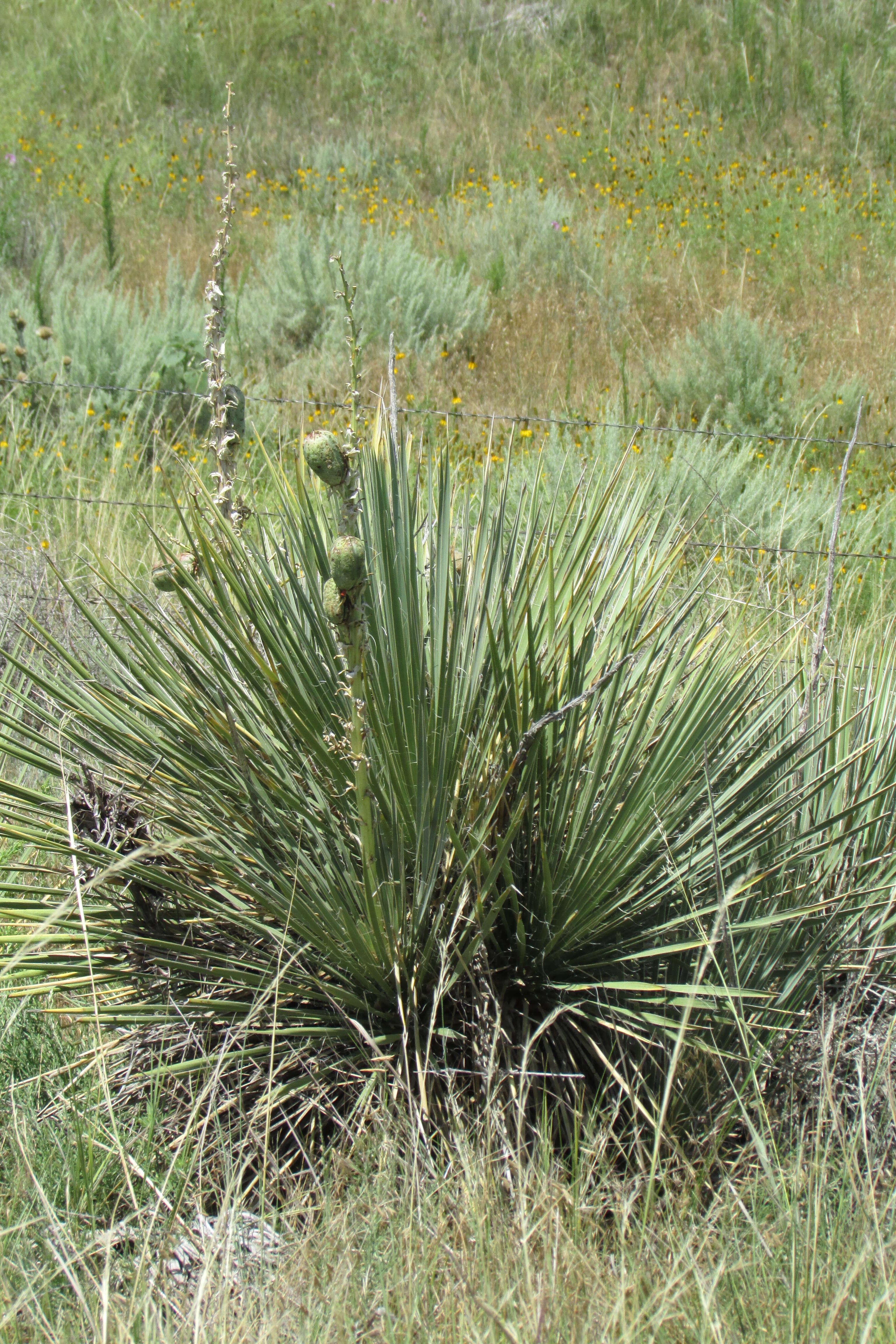 Sivun Yucca glauca Nutt. kuva