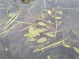 Image of Various-leaved Pondweed