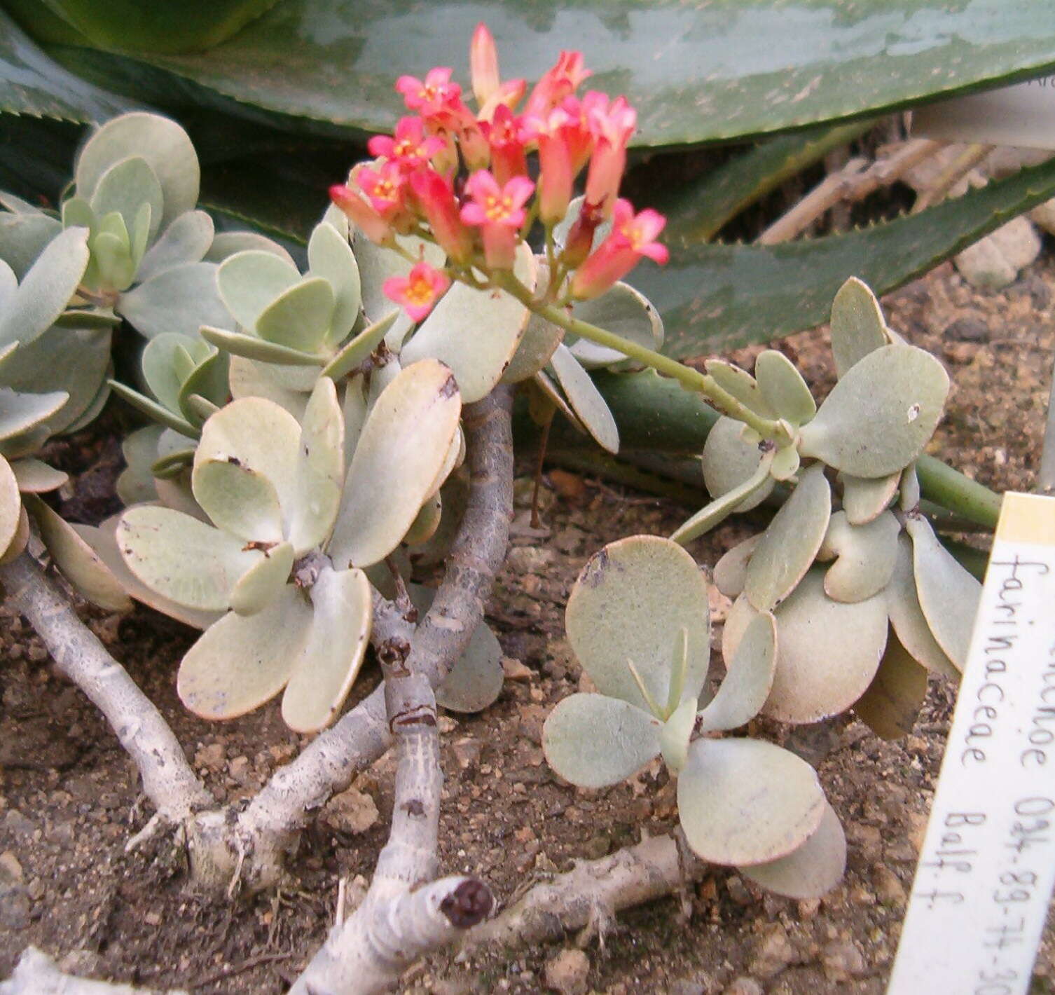 Sivun Kalanchoe farinacea Balf. fil. kuva