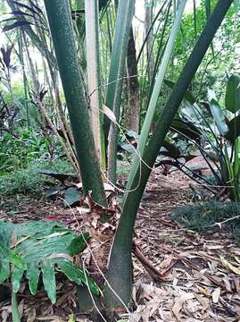 Image of Sabal mauritiiformis (H. Karst.) Griseb. & H. Wendl.