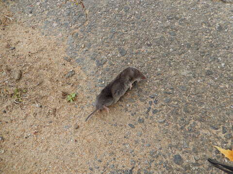 Image of American short-tailed shrew