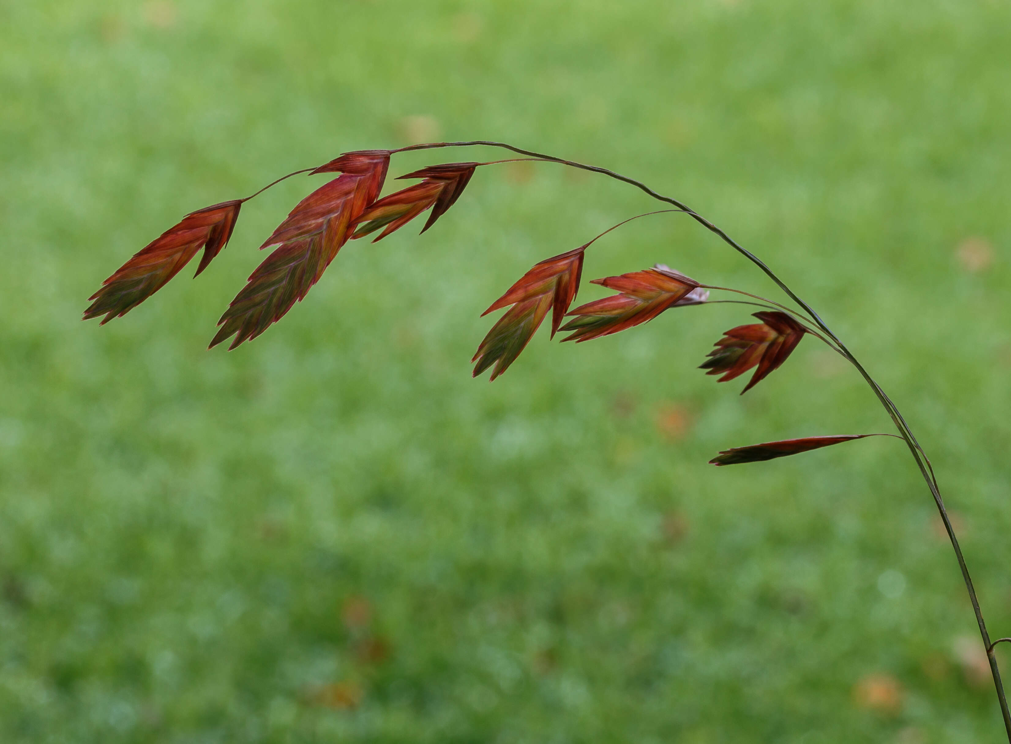 Image of Indian woodoats