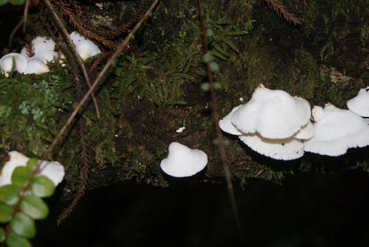 Image de Gloeoporus phlebophorus (Berk.) G. Cunn. 1965