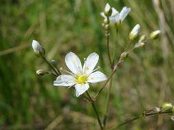 Imagem de Eremogone micradenia (P. Smirn.) Ikonn.