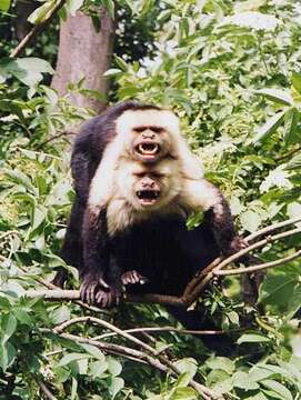 Image of white-faced capuchin