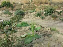 Image of cultivated tobacco