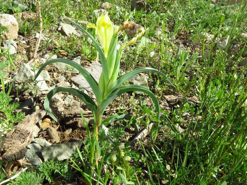 Слика од Iris caucasica Hoffm.